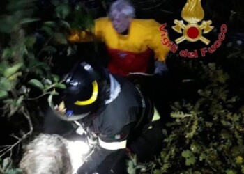 Cani cadono in palude, salvati dai Vigili del fuoco