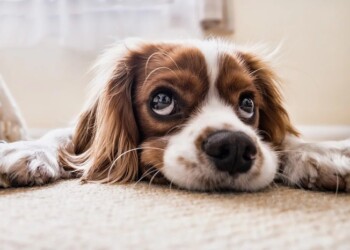 Cani più stressati e pessimisti se sgridati e strattonati