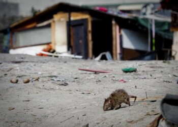 Chiusa scuola a Crotone, ci sono i topi