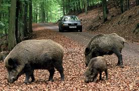 Cinghiali: delegazione molisana in piazza a Roma