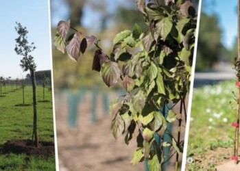 Clima: con Mosaico Verde già 280mila nuovi alberi per foreste e parchi in Italia  