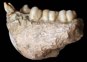 Dal Dna di 2 milioni di anni fa il ritratto del Gigantopiteco