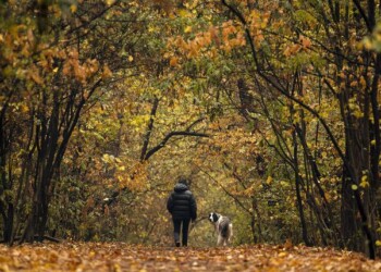 Ddl choc, animali possono entrare in Chiesa e al ristorante