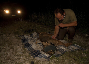 Esperti di catture sulla Majella