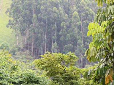 Clima, programma Fao-Gef per dati forestali più trasparenti