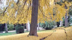 AMBIENTE. CENTRO AGROALIMENTARE ROMA PIANTA 425 ALBERI: PALADINI SOSTENIBILTÀ