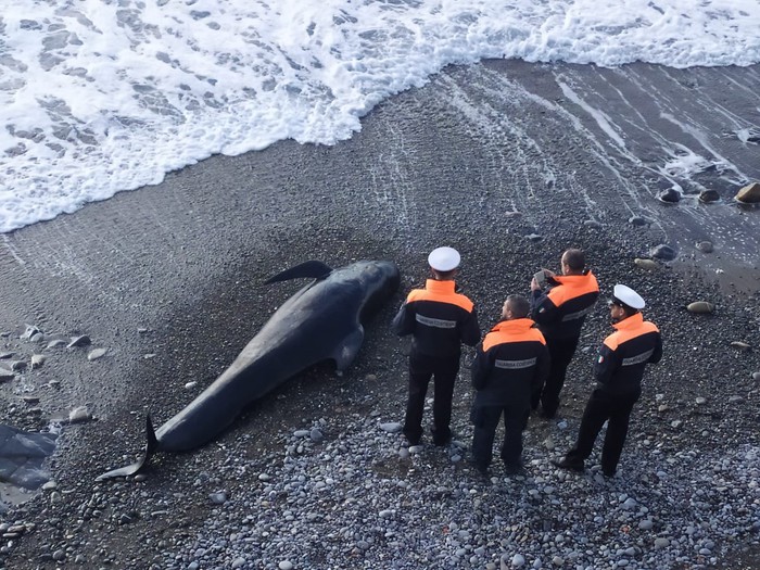 Globicefalo spiaggiato a Imperia