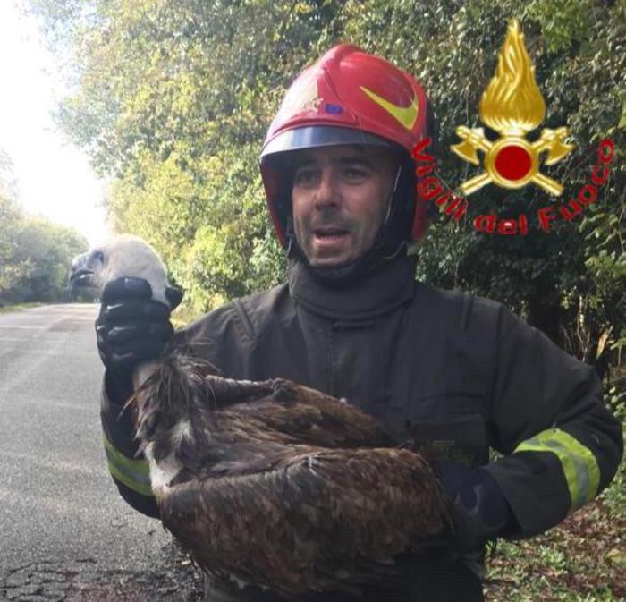 Grifone affamato recuperato a Macomer