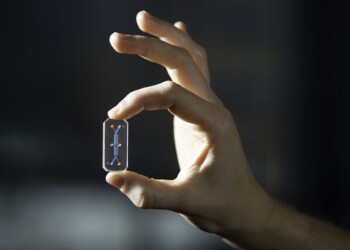 Il fegato su chip indica se un farmaco è tossico