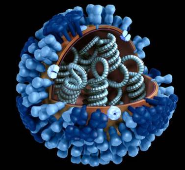 Il morbillo colpisce due volte, annulla la memoria immunitaria