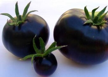 Il pomodoro rosso per caso, era nato viola