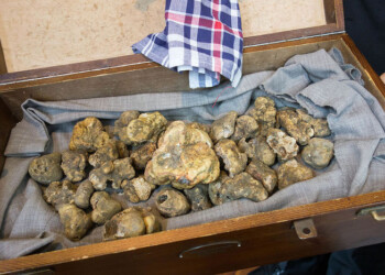 Il prezzo del tartufo bianco vola a 375 euro, +50% in un mese
