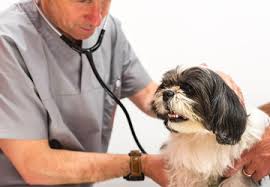 Palermo:Protesta dei medici veterinari convenzionati in piazza Ziino.