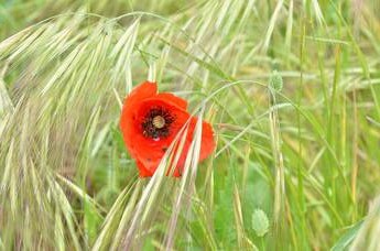 La biodiversità delle piante infestanti utile in agricoltura