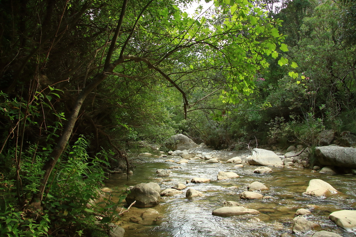 La viticoltura italiana nata in Sicilia, lo dice il Dna