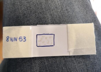 Le microplastiche nel piatto, con scampi e gamberi