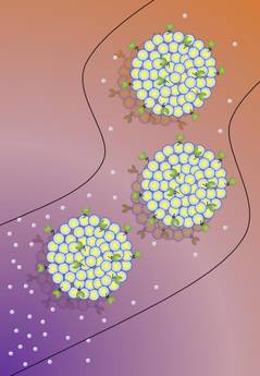 Le prime cellule sintetiche a guida autonoma