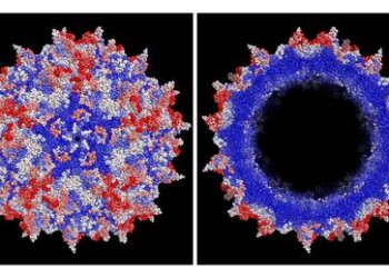 L’intelligenza artificiale ridisegna i ‘gusci’ dei virus
