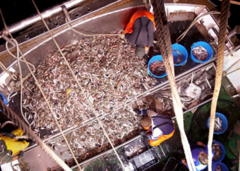 ‘Mente locale’ festival sul tema del territorio