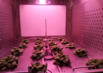 Piante spaziali, laboratorio a Portici