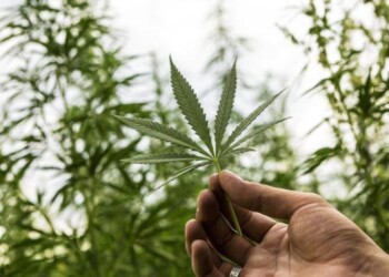 Razza apre a coltura cannabis medica