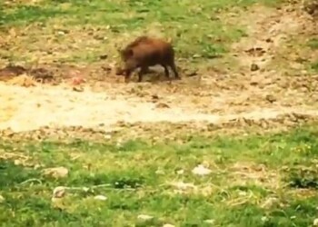 Sbaglia mira cinghiale lo carica, ferito