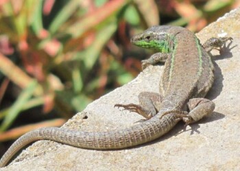 Scoperta una nuova specie di lucertola, nelle isole Pontine