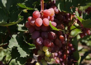 Si chiude la vendemmia 2019