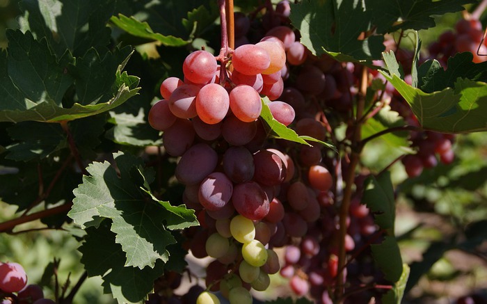 Si chiude la vendemmia 2019