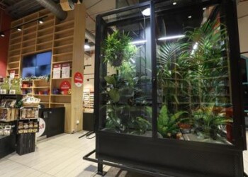Sostenibilità: migliorare qualità aria con piante, succede al supermercato  