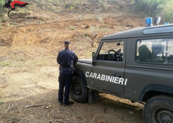 Via bosco per impiantare vigna, denunce