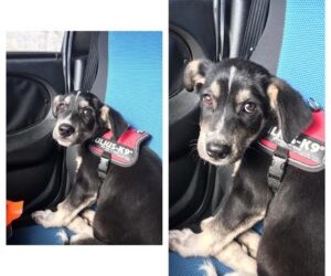 3 mesi, va d’accordo con cani maschi e femmine, con gatti, persone e bambini. È una futura taglia media, si trova a Messina ma arriva in tutta Italia per buona adozione.