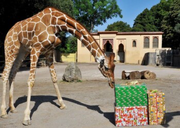 Dal 26 dicembre alla Befana al Bioparco di Roma