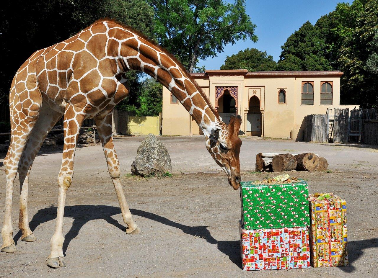 Dal 26 dicembre alla Befana al Bioparco di Roma