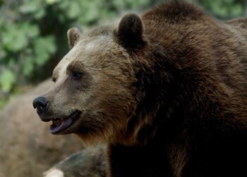 Parco Nazionale della Majella, al via il progetto europeo Life ArcProm per la convivenza con l’orso bruno