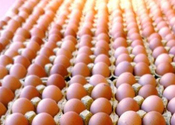 Alimenti: uova da galline allevate ‘quasi’ a terra’, la denuncia di Ciwf  
