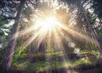 Ambiente: foreste come centri benessere, emettono oli essenziali 