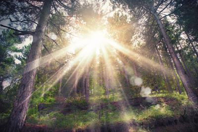 Foreste come centri benessere: sprigionano oli essenziali (ma non a tutte le ore)