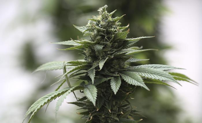 Cannabis, Cassazione: piante casa legali