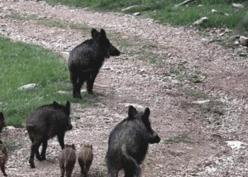Cinghiali, 5.600 da abbattere nel 2020