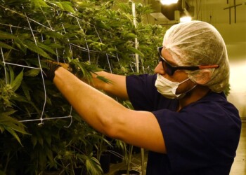 La cannabis light sarà legale: passa l’emendamento alla legge di bilancio