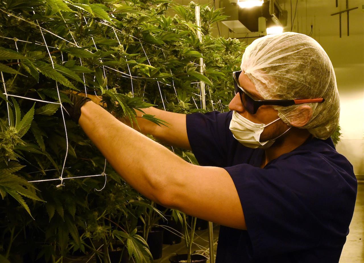 La cannabis light sarà legale: passa l’emendamento alla legge di bilancio