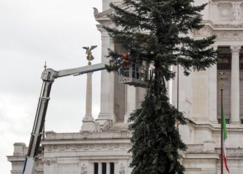 Natale: Spelacchio è a Roma