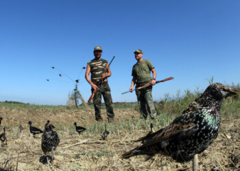 Natale, animalisti contro piatti fuorilegge a base selvaggina