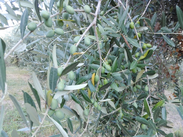 Olio, a Termoli evento per Evo 2019