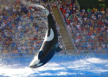 Orche in porto, madre cerca cucciolo