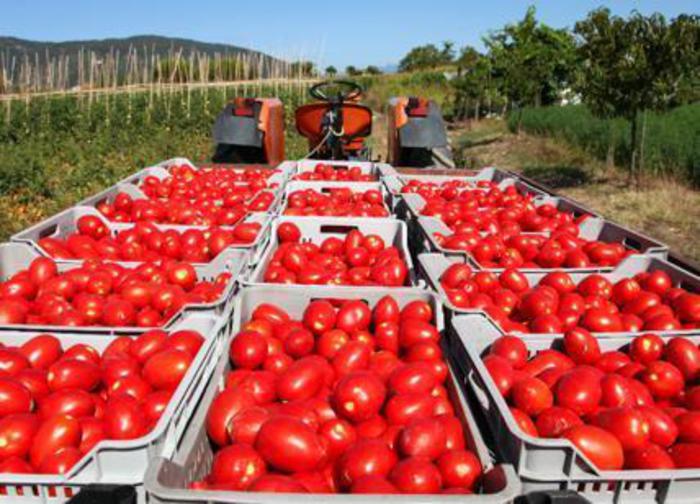 Start-up lancia il pomodoro contro il caporalato