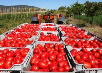 Start-up lancia pomodoro anti-caporalato