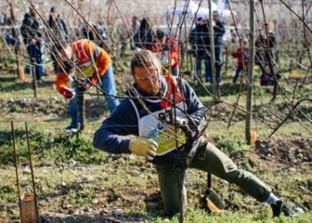 Vino: a febbraio in Chianti Classico il 2° Festival del potatore della vite  