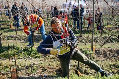 A febbraio in Chianti Classico il 2° Festival del potatore della vite